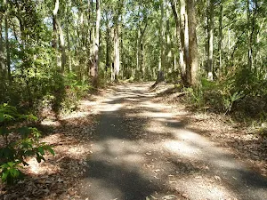 Trail through well established fores in Blackbutt Reserve
