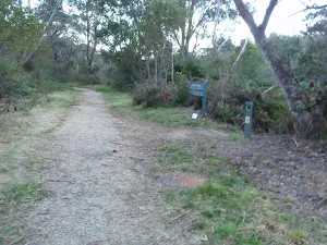 Trail at the top of Lyrebird Dell Track