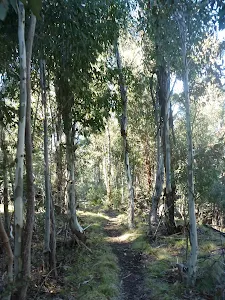 Walking through tall forest