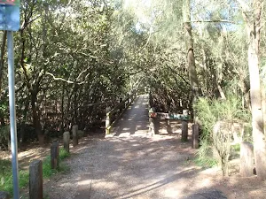 heading through the mangroves