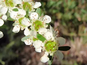 Baeckea diosmifolia in spring