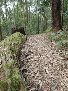 Mossy log beside Toomey walk