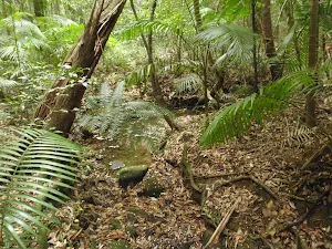 Rain forest section