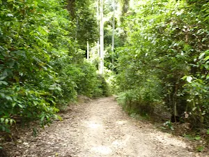 The Bar Trail