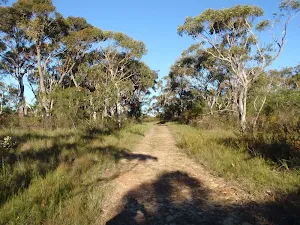 Taller vegetation on Topham track