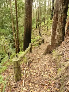 Muirs Lookout track near Cooranbong