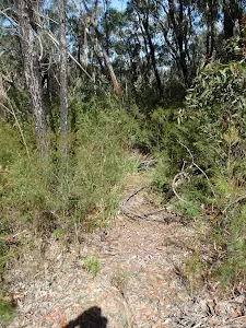 Track through heath