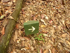 Small timber track marker on the Pines Circuit Walk in the Watagans
