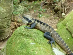 Water Dragon near Sams Creek
