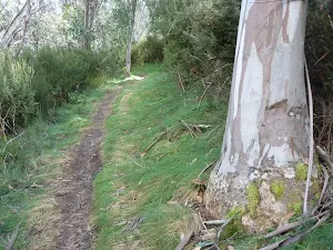 Forest on the upper Bridle Trail
