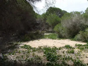 Track behind dunes to Bondi Beach