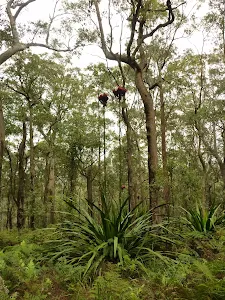 Attractive flowering plants near the summit of Mt Sugarloaf