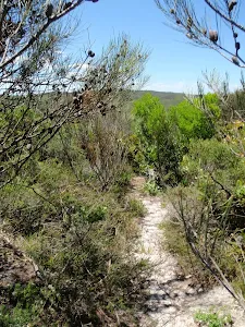 The Grass Tree Track
