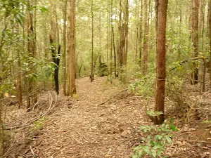 Track through forest in the Watagans