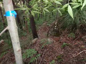 Tape showing the way down to Glenbrook Ck