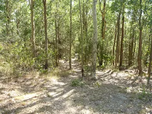 Faint forested track near a fire trail in Green Point Reserve