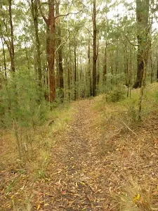 Track near Muirs Lookout