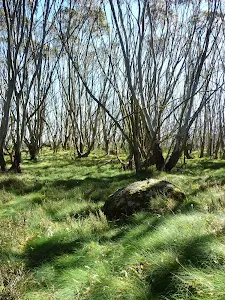 Lush grass and wooded forest