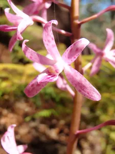 Dipodium roseum - a lovely pink Orchid