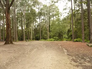 Pines campsite in the Watagans