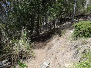 Track along the creek bank