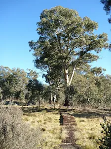Crossing clearing on the Waterfall Walk