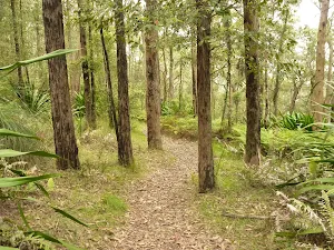 Forest near the summit of Mt Sugarloaf