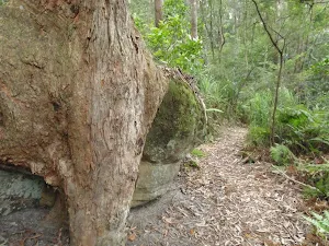 Tree grasping a rock