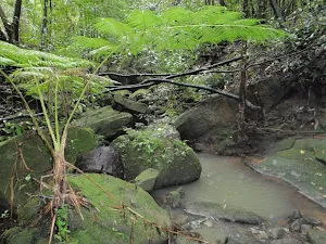Stream