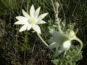 Actinotus helianthi (Flannel Flower)