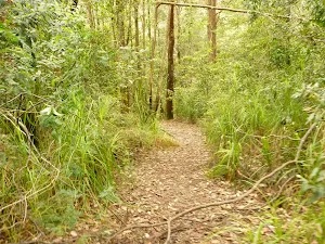 Track in the Watagans