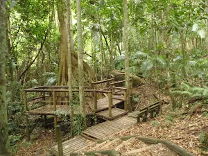 Strangler Fig platform