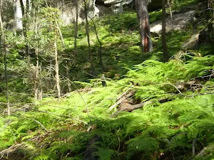 Ferns covering bush floor