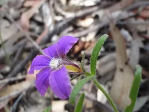 Snake Flower (Scaevola ramosissima)