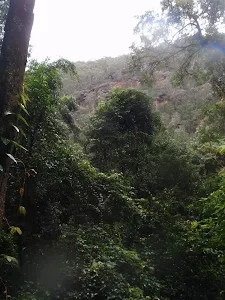 Bush canopy above the Victory Track