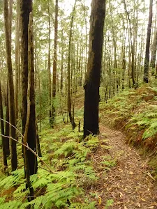 Muirs Lookout track near Cooranbong