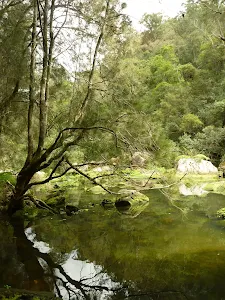 Berowra Creek north of Provest Creek
