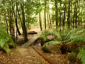 Timber bridge in the Watagans
