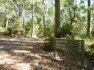Detailed sign on the Tall Trees walk in Blackbutt Reserve