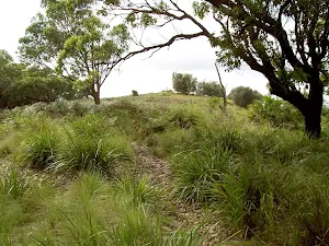 Grass lands at the lower end of Stockyard Spur