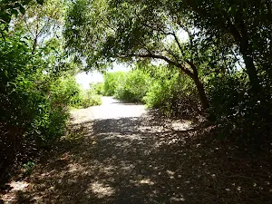Shadow on coastal walk track in Caves Beach