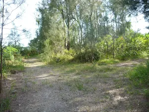 Loop track on Galgabba Point walk near Swansea