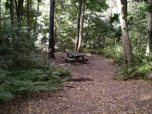 The Forest Way Track