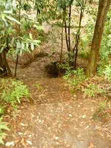 Track downhill near the Pines campsite in the Watagans