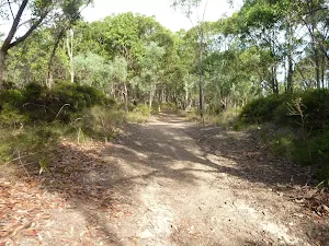 Eucalypt forest Green Point Reserve
