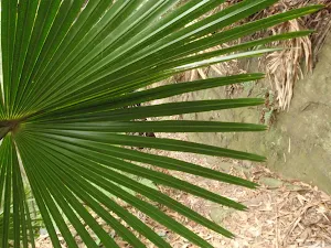 Frond