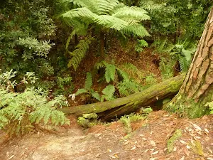 Looking down into the creek by Turpentine campsite in the Watagans