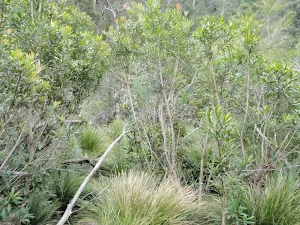 Scrub is thick in places