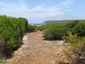 Track through heath to Coastal Track