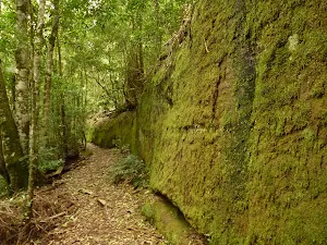 Moss Wall